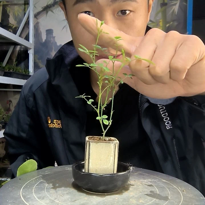 杀*陌中青园艺一物一拍185