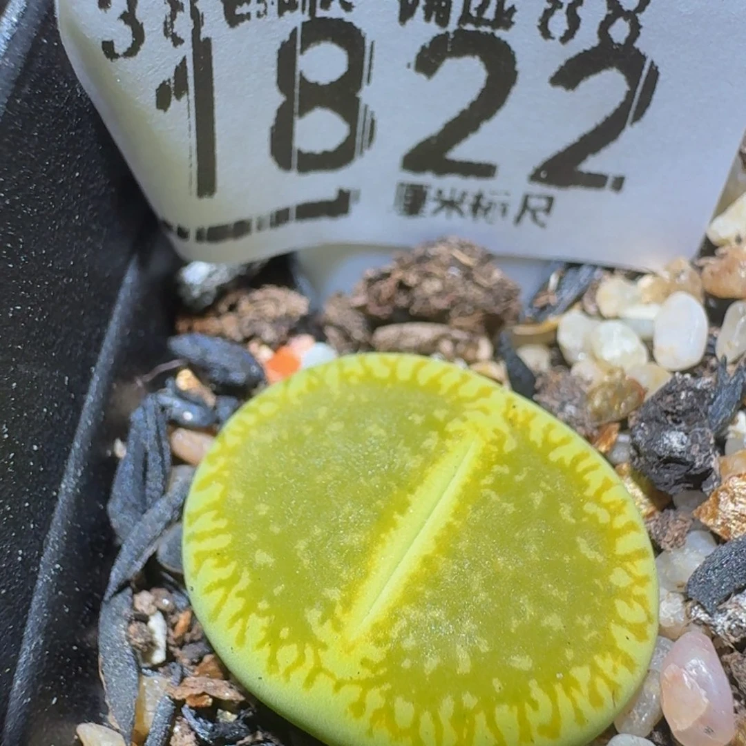 Ssss精品生石花1822