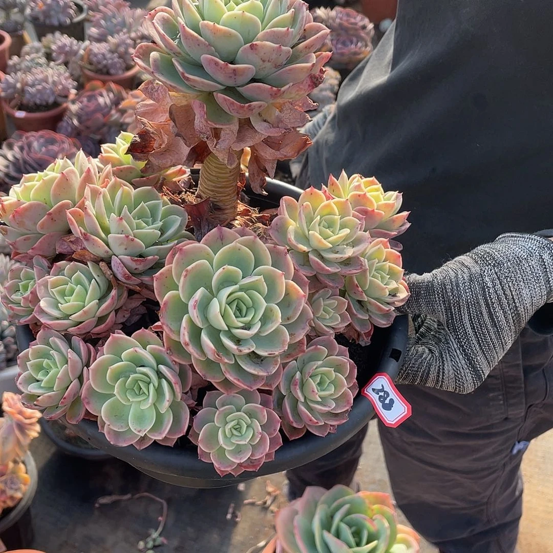 288哈密瓜 一物一拍多肉