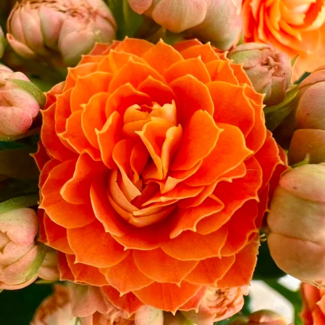 【佩德罗】130盆 橙色重瓣大花长寿花盆栽室内