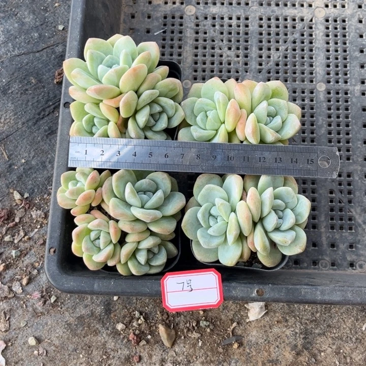 冰玉多肉七方盆一组7号