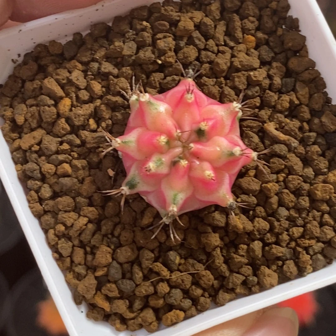 泰系侧芽—带盆土发货11