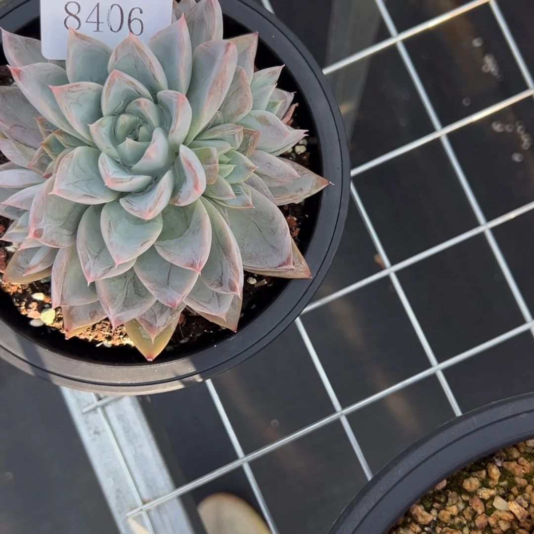 雨*?8406多肉多多多多