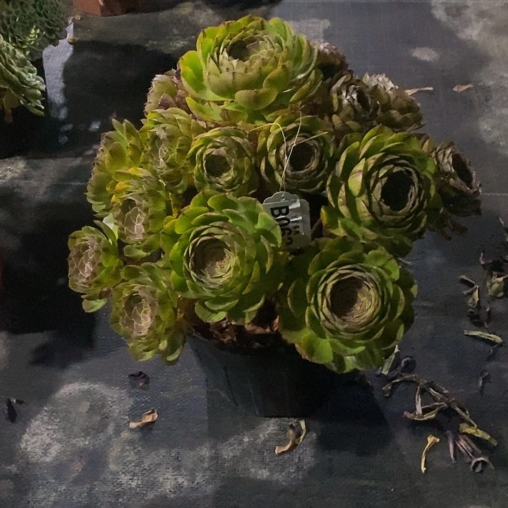 万万圣节拉丝108