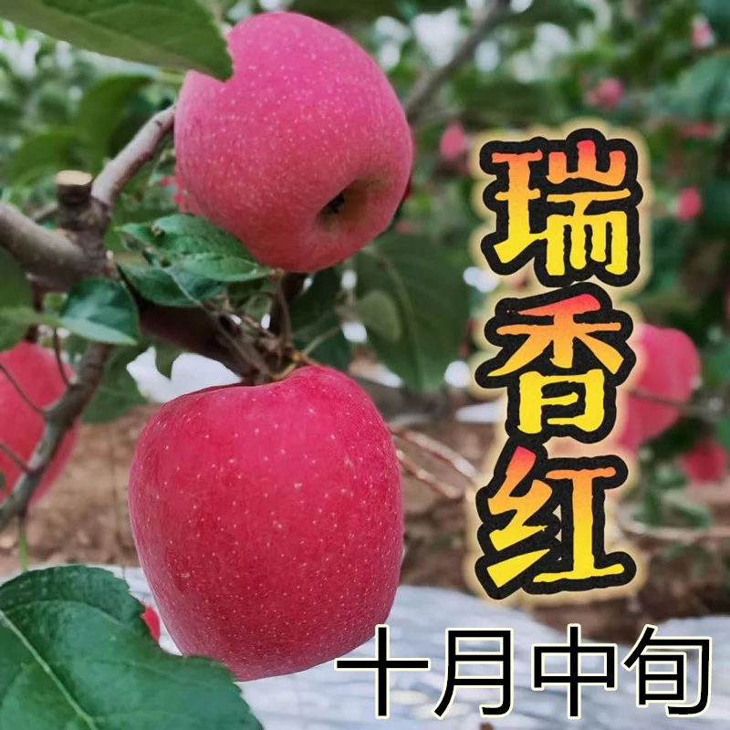 嫁接苹果树苗瑞香红苹果树苗早熟晚熟苹果嫁接树苗南北方种植