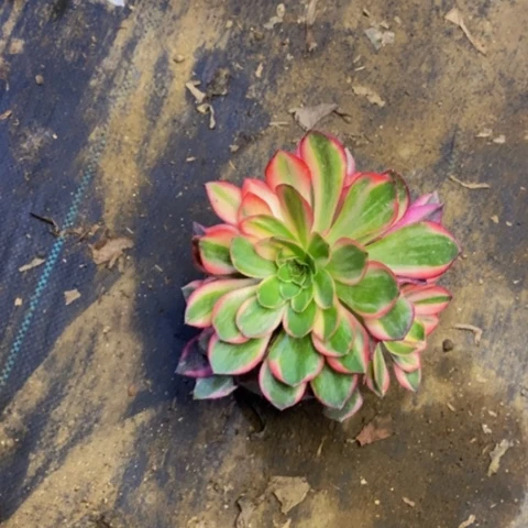 黑魔锦多肉植物2660
