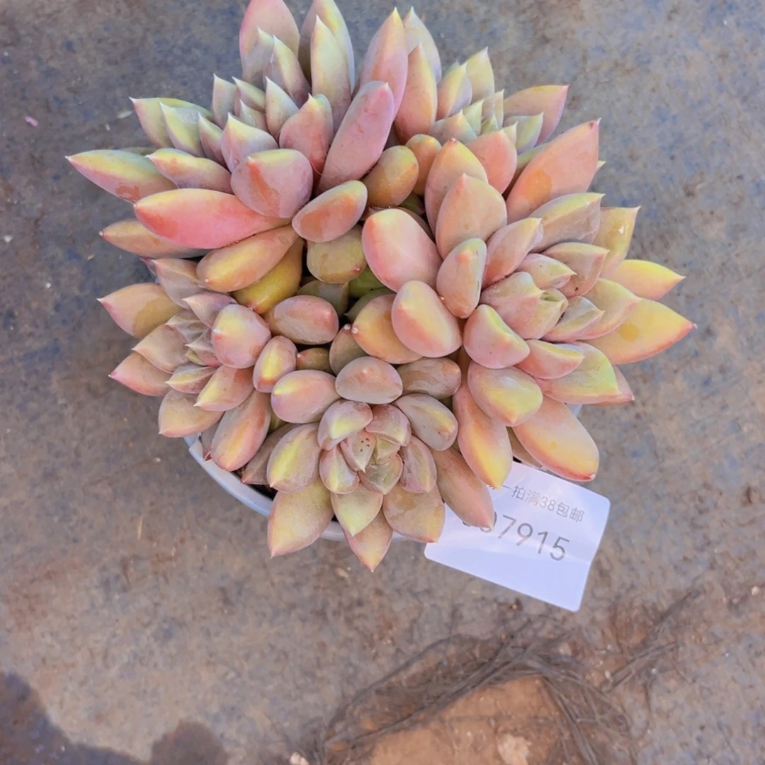 多肉一物一拍7915