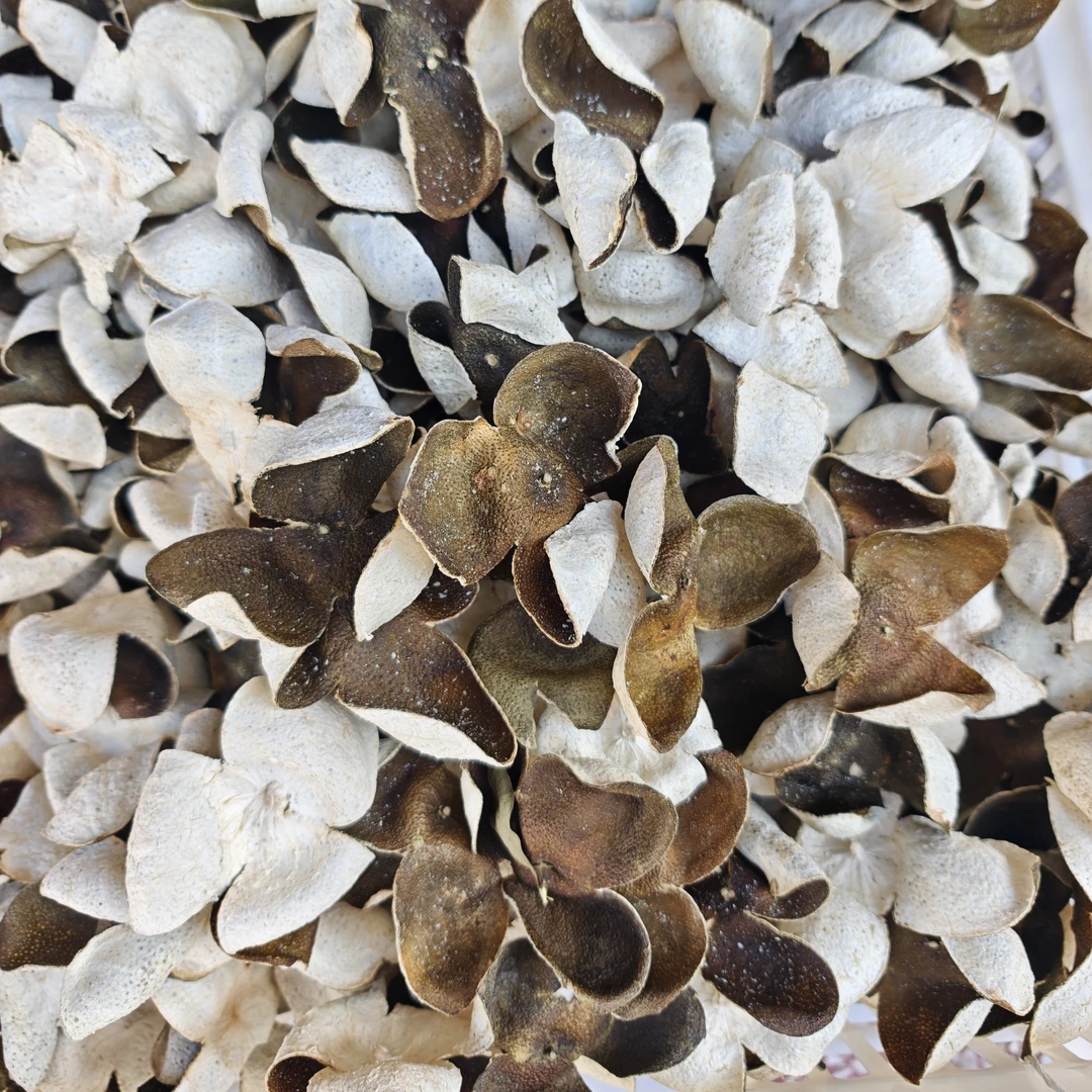 2024年微红皮统货福利款 广西浦北茶枝柑陈皮