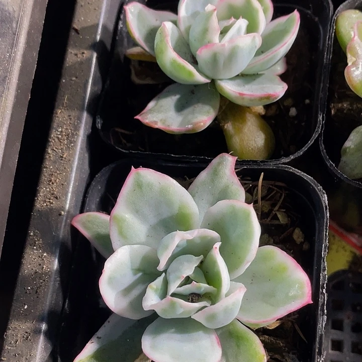 伯克利锦4.8带盆土