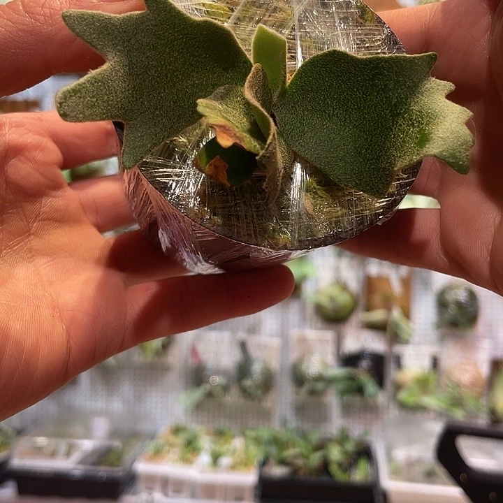 无花朵Omg鹿角蕨孢子苗