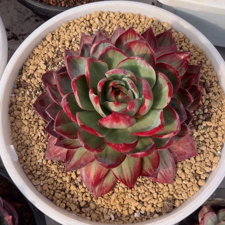 用***9惊鸿仙子多肉植物A889