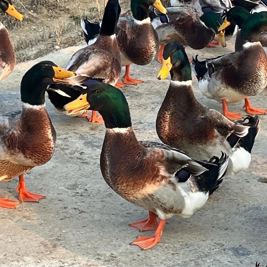 阳山青头鸭养足150天，毛重六斤