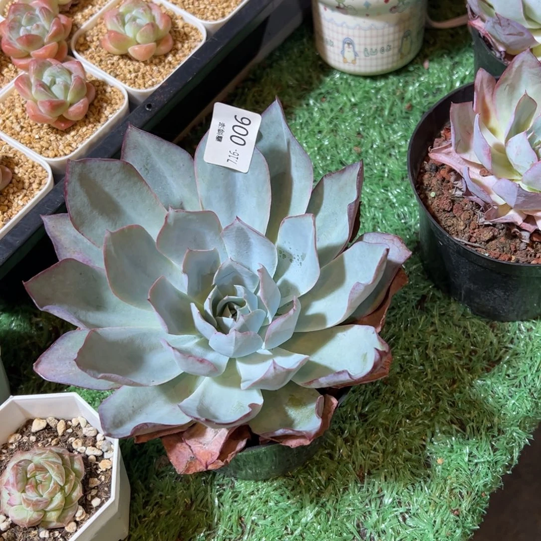 五***蛋定向7.16-006 蓝光