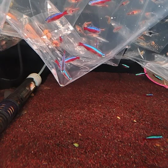 工具鱼宝莲灯2.0cm  10只  顺丰