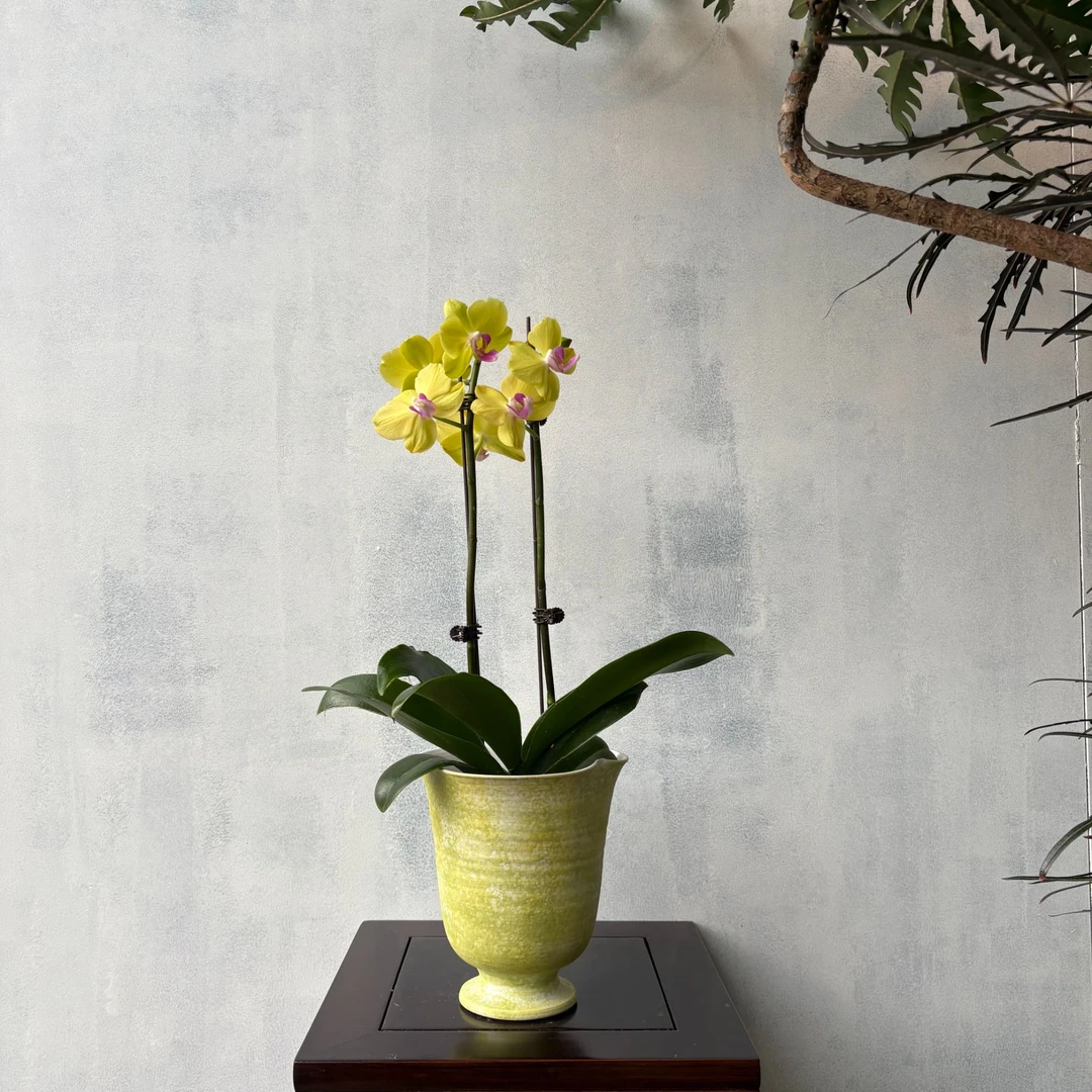 甜格格蝴蝶兰 基地直供带花带剑带花苞 新手友好【不含盆】