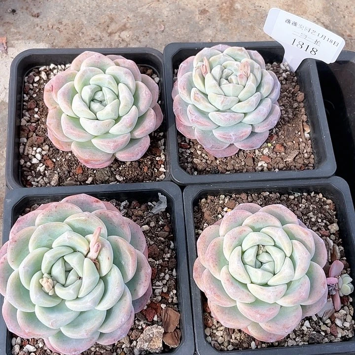 薇薇安园艺多肉1818