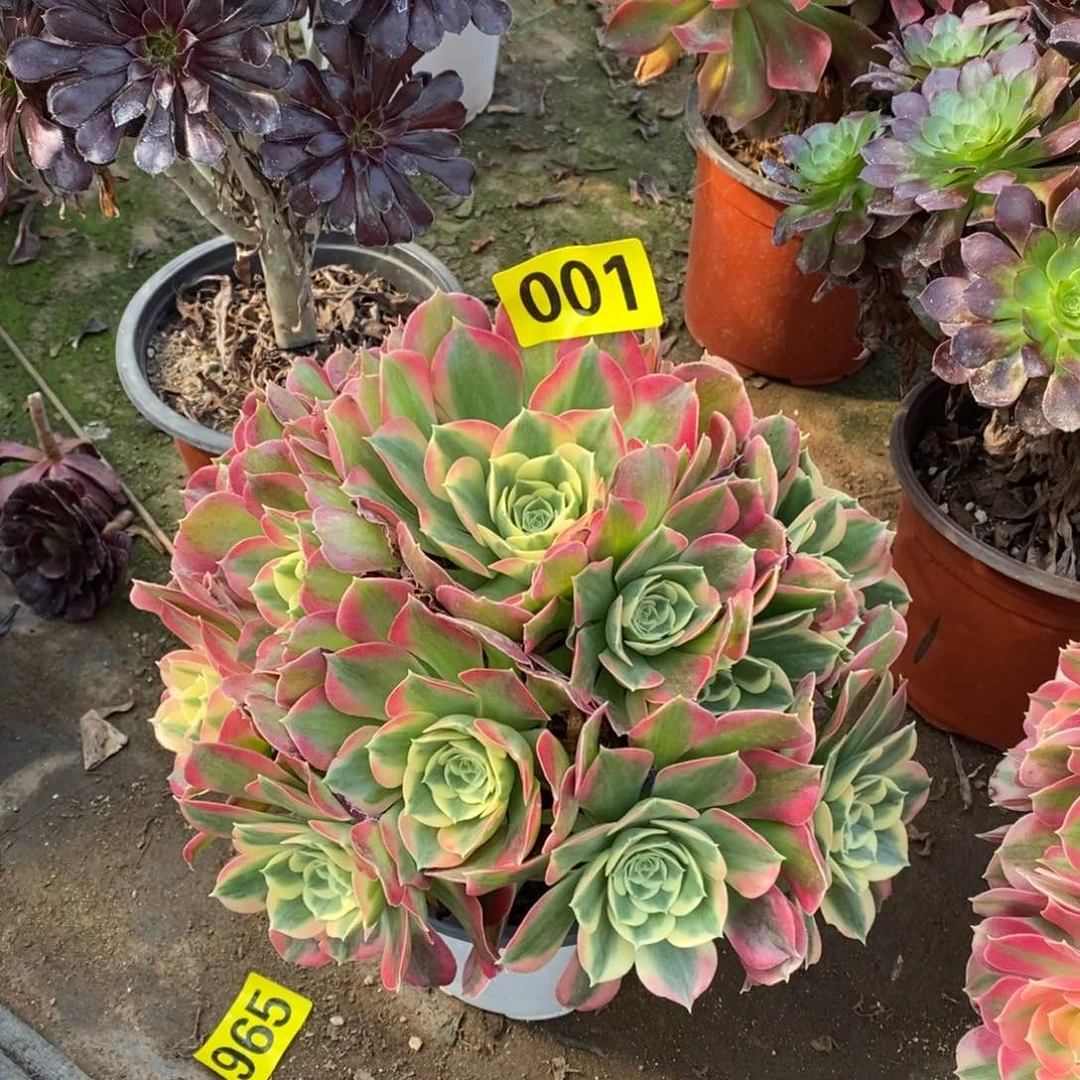 白凤多肉法师001