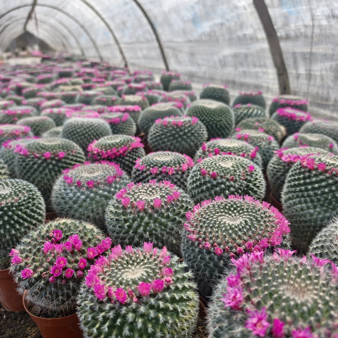 实生玉翁室内仙人球好看好养擅长开花球体饱满夏天冬天也好养