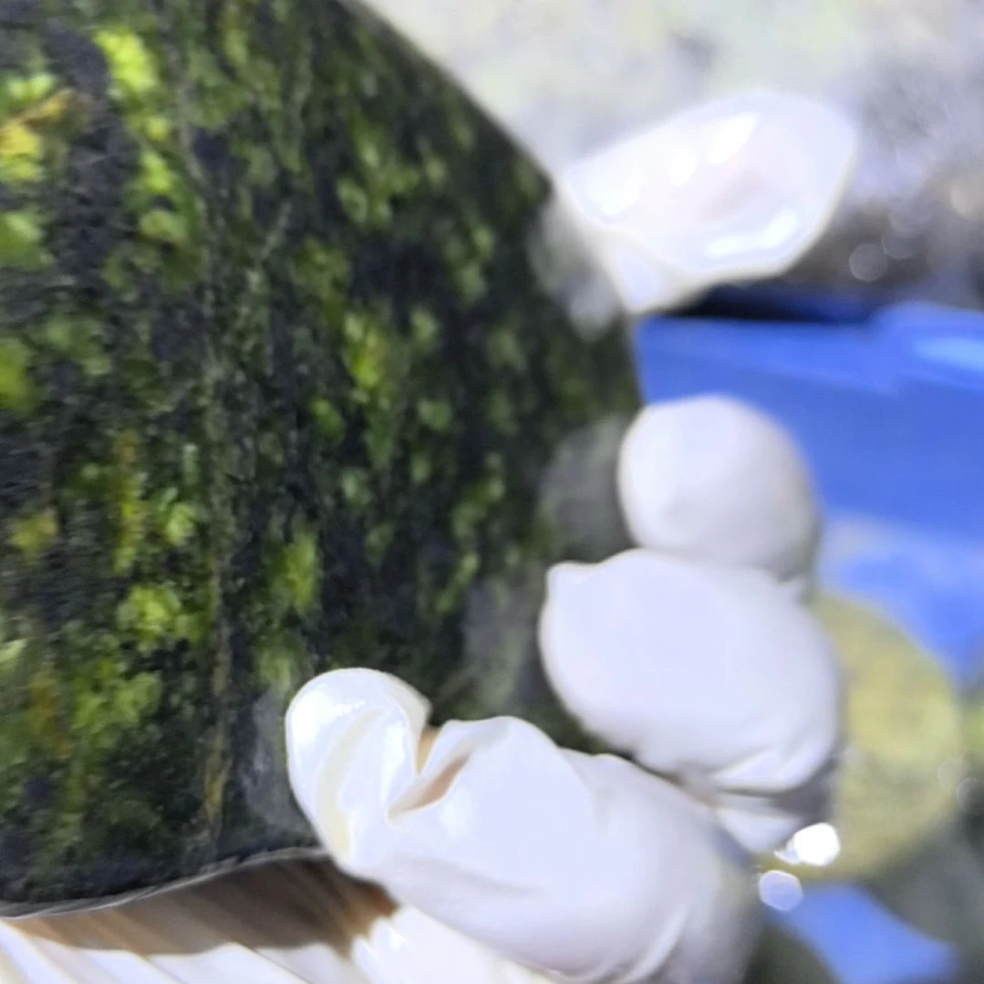 用***5木藏玉药王石原石手把件