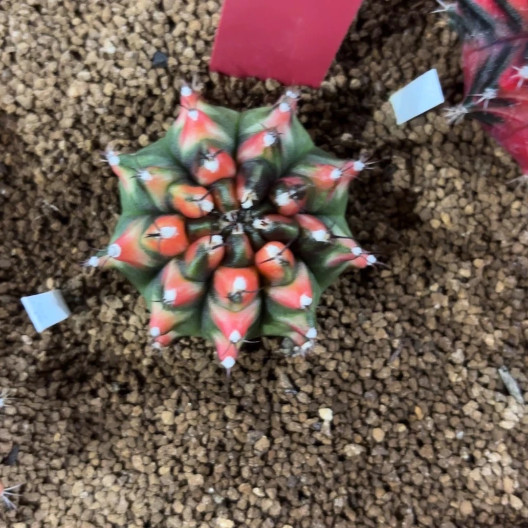 117-0103泰国发货多肉