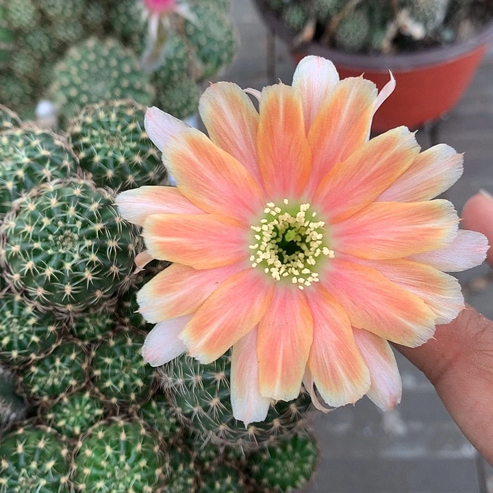 7153 落地自根丽花15厘米盆