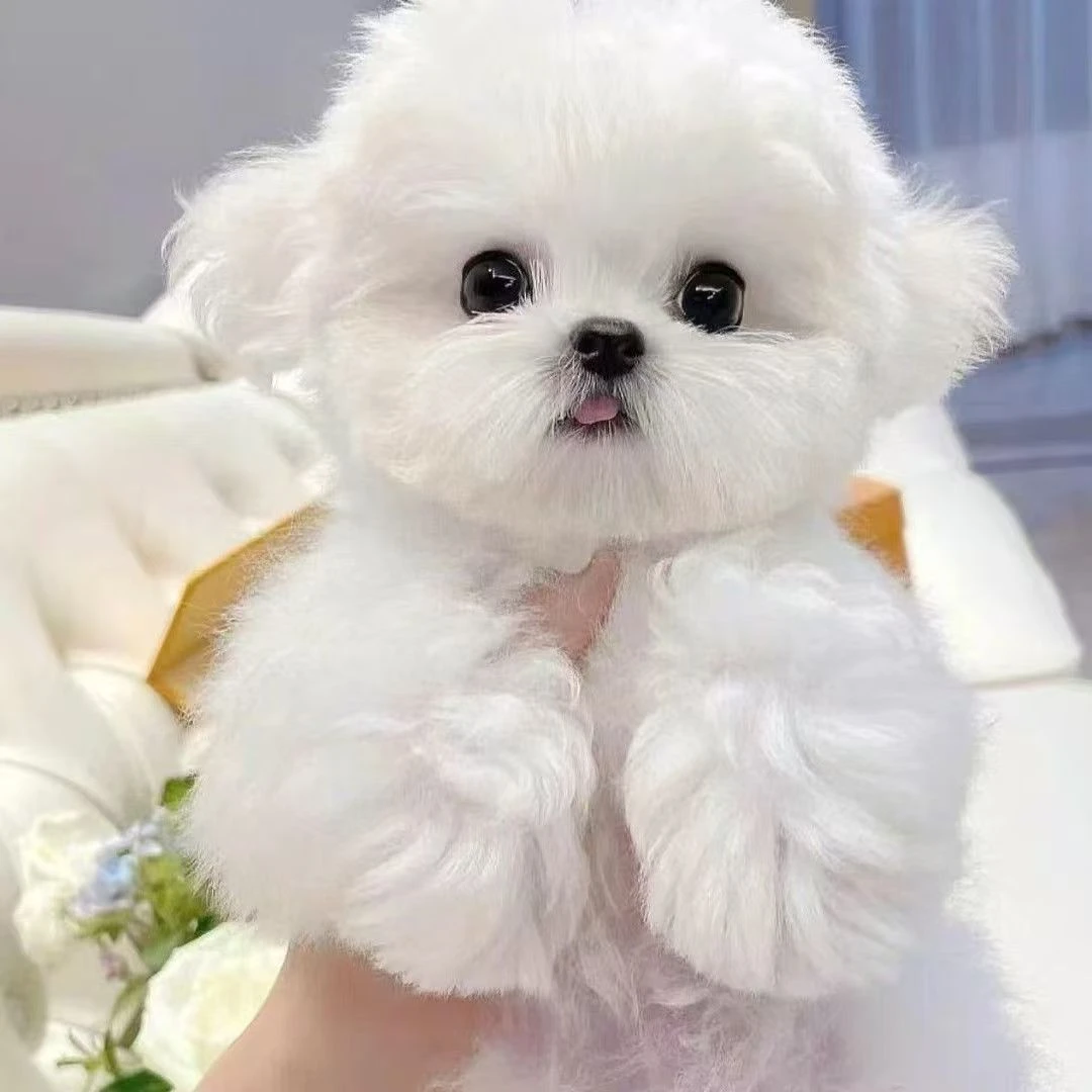 【栋栋家萌宠】狗狗活体链接