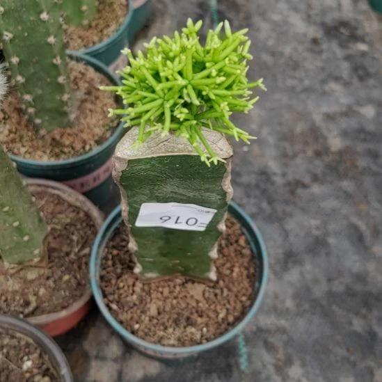 用***成无花朵016木偶人一颗脱土发货