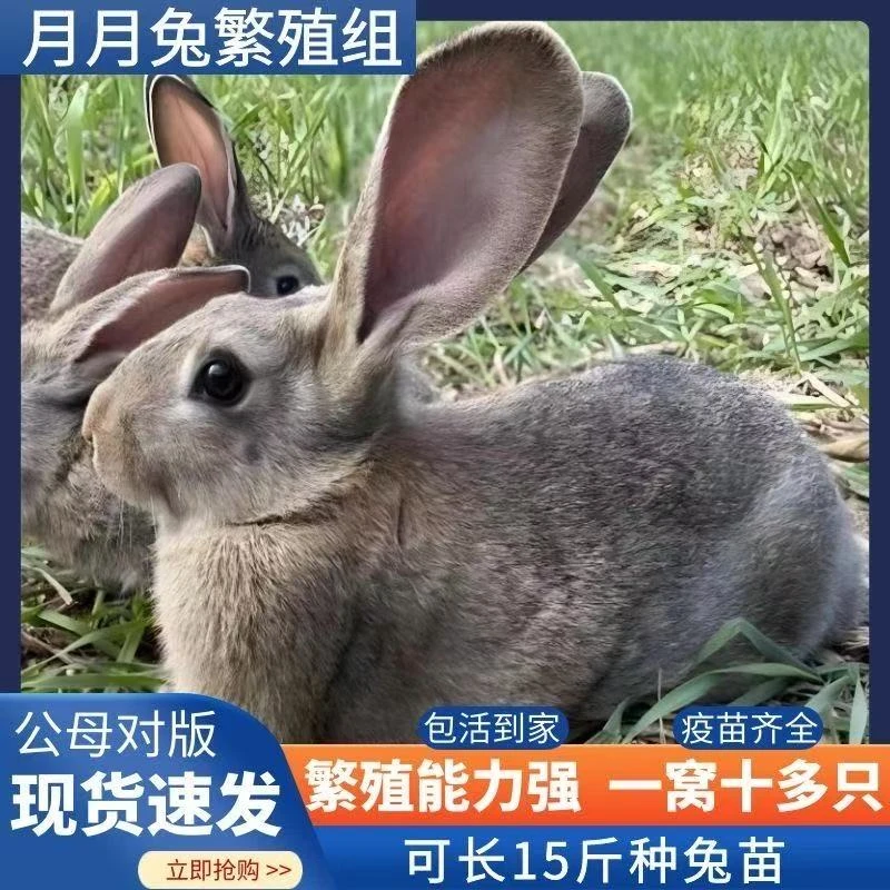 兔子活体肉兔大型家养兔苗比利时肉兔苗可繁殖可食用成年可养15斤
