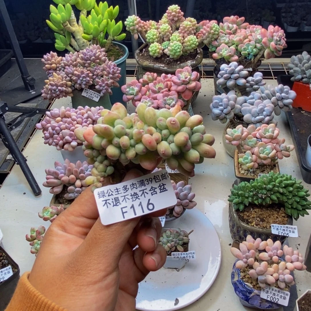 S*116苹果奶四代缀多肉5c m