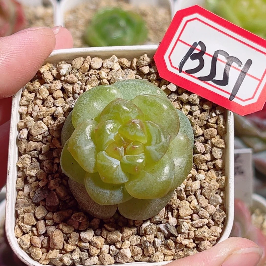 B551 一物一拍 无名