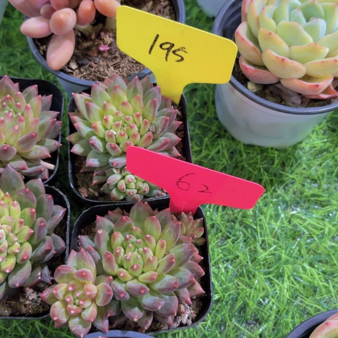 轻**写我的小可爱们都好可爱