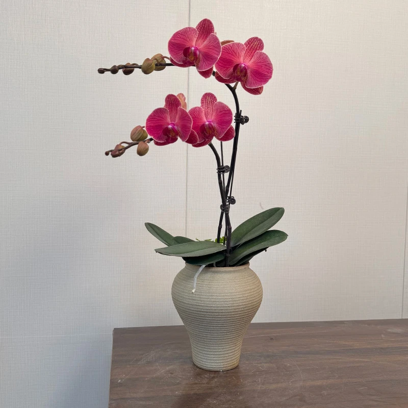 经典年宵花【锯宝橘子】欧洲鲜花蝴蝶兰 复古红色系 高级室内花