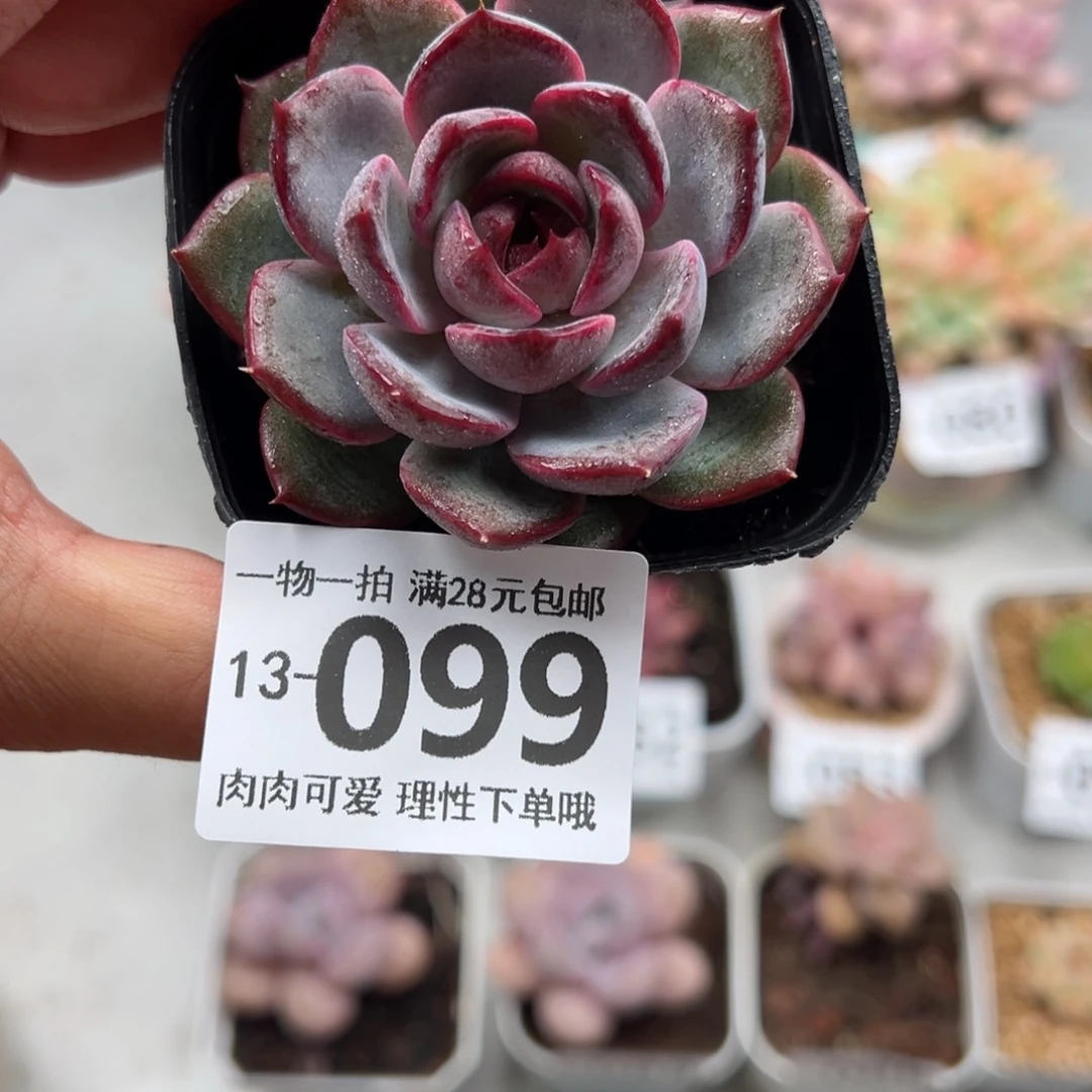 蓝莓多肉多肉多肉多