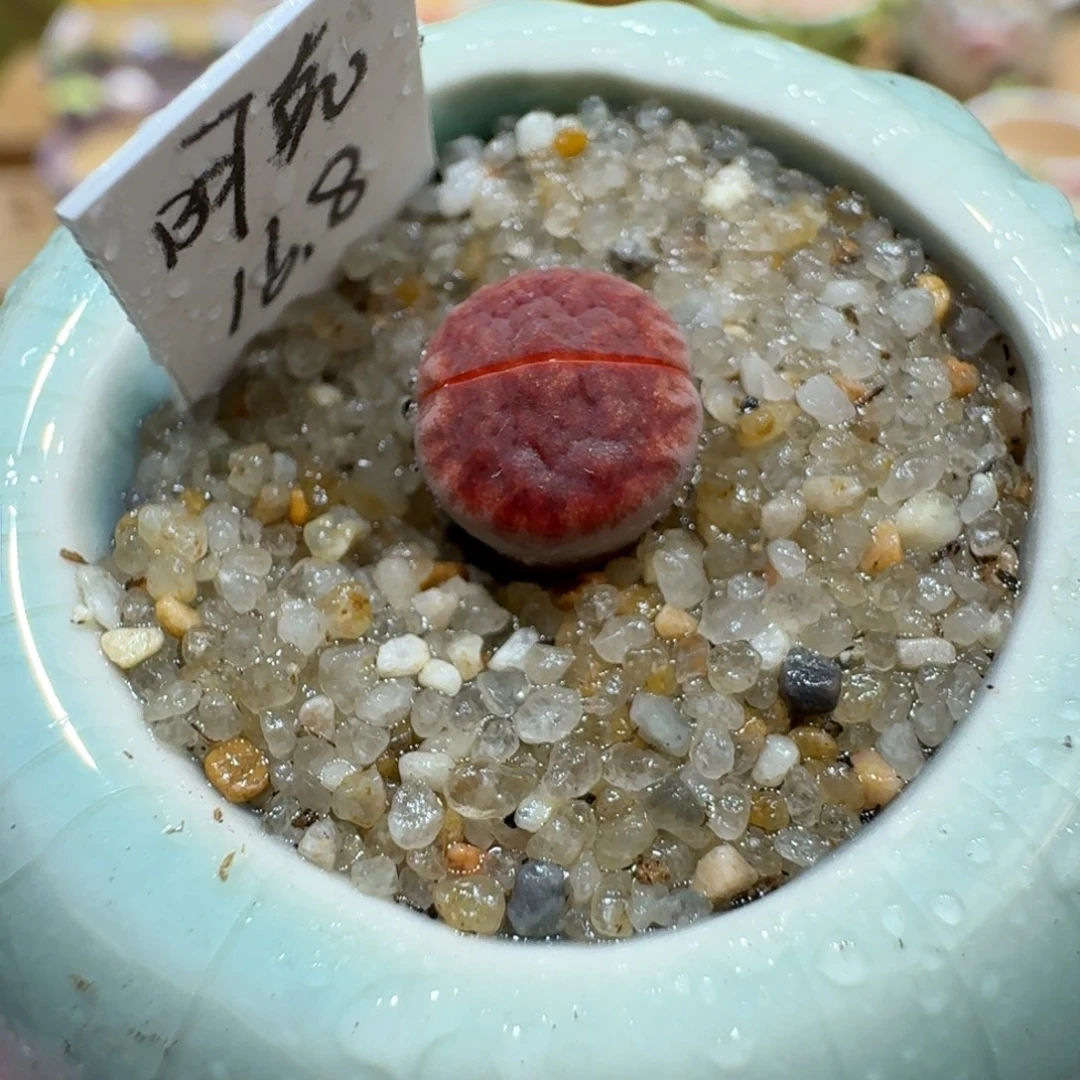蘑菇1114阿克塞尔玫瑰