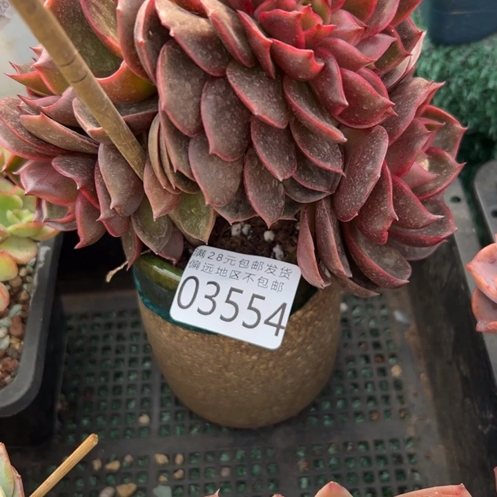 幸运儿是一位非常优秀幸运