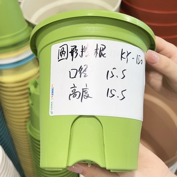 正品圆控口15高15果绿带托10只