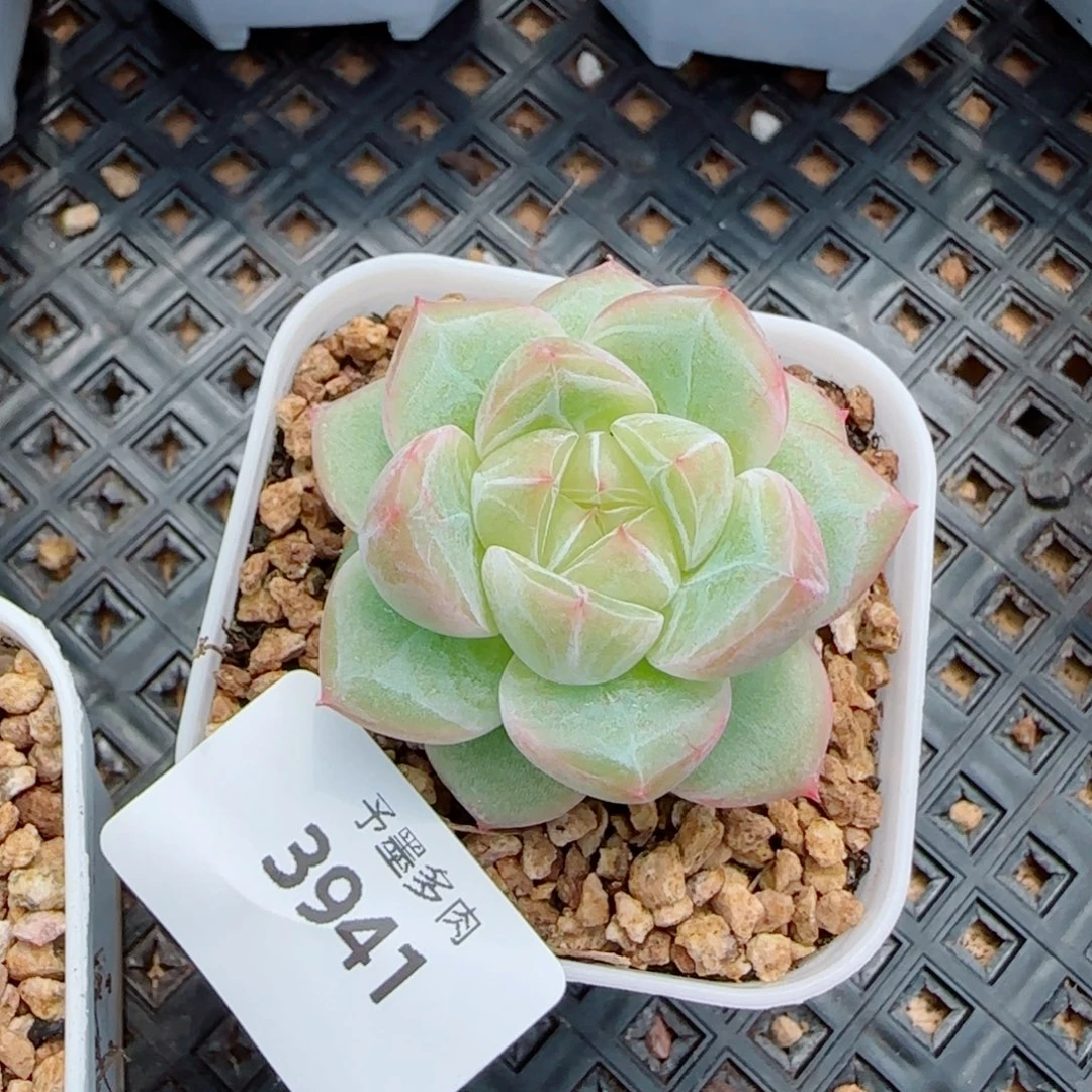 璇玑珍妮， 3941多肉植物