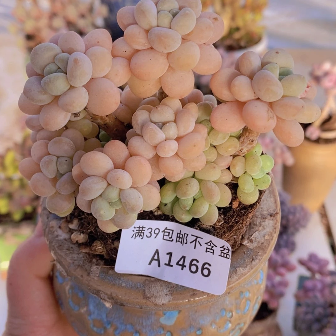 洛可可9cm1466多肉植物