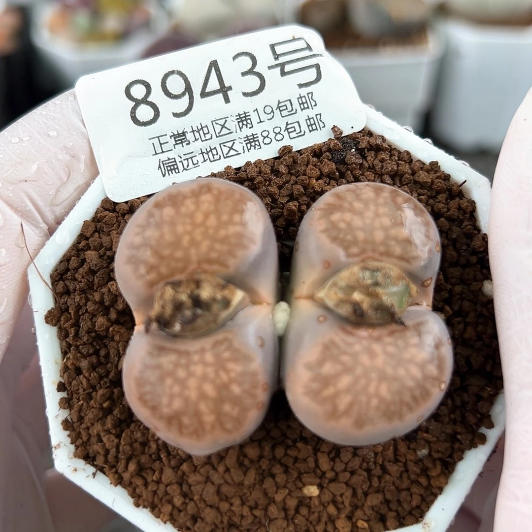 好养易活生石花大母本8943