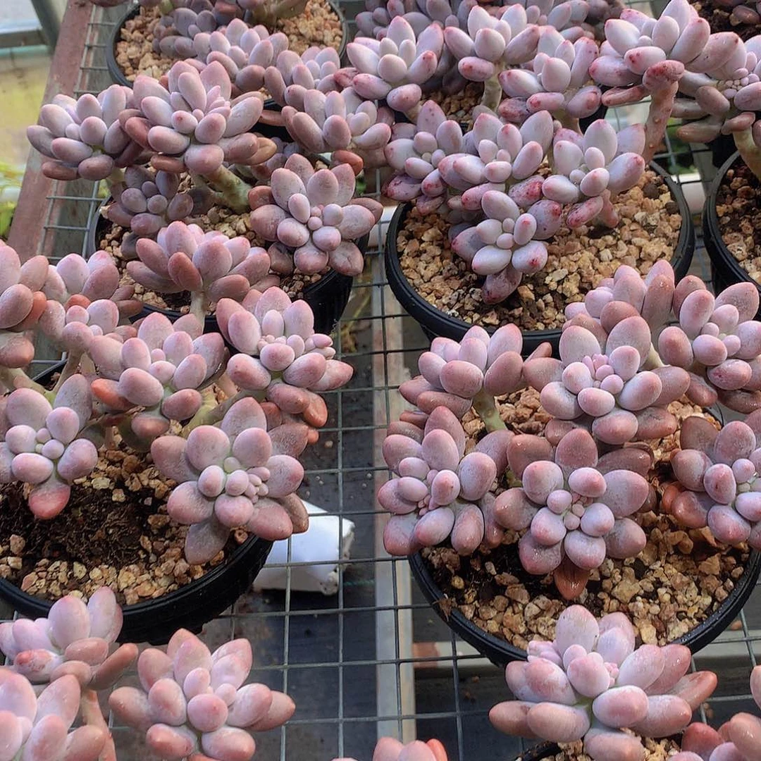 桃花奶大群24567788899999号一