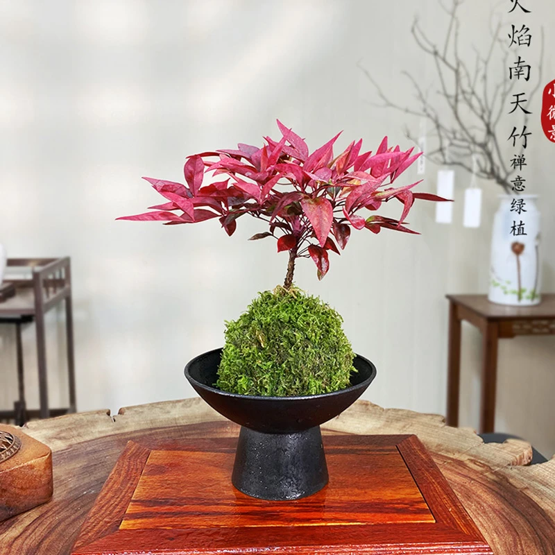 【宏展】南天竹苔藓球耐寒火焰南天竹红红火火越冷越红