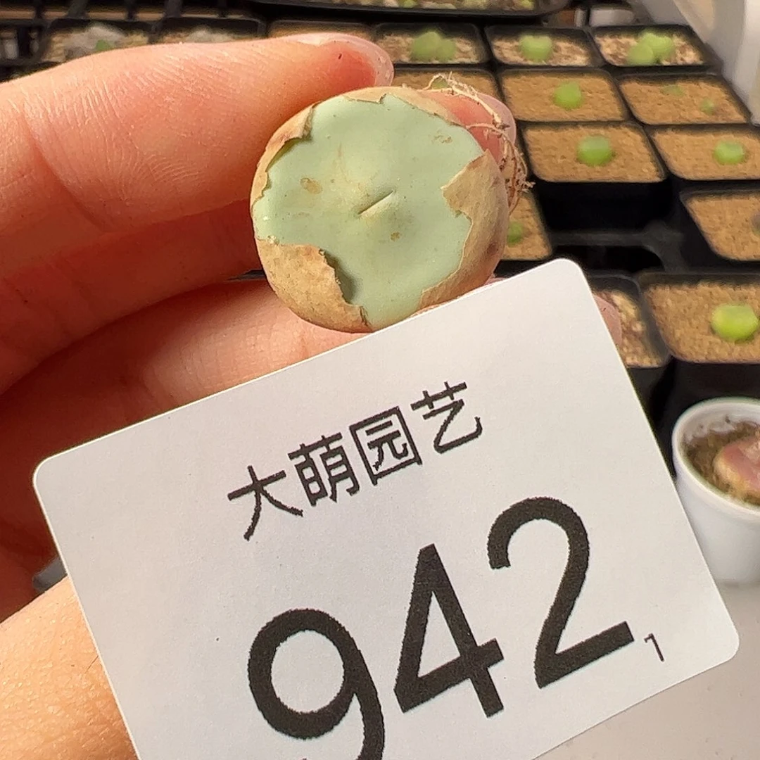 一物一拍            942