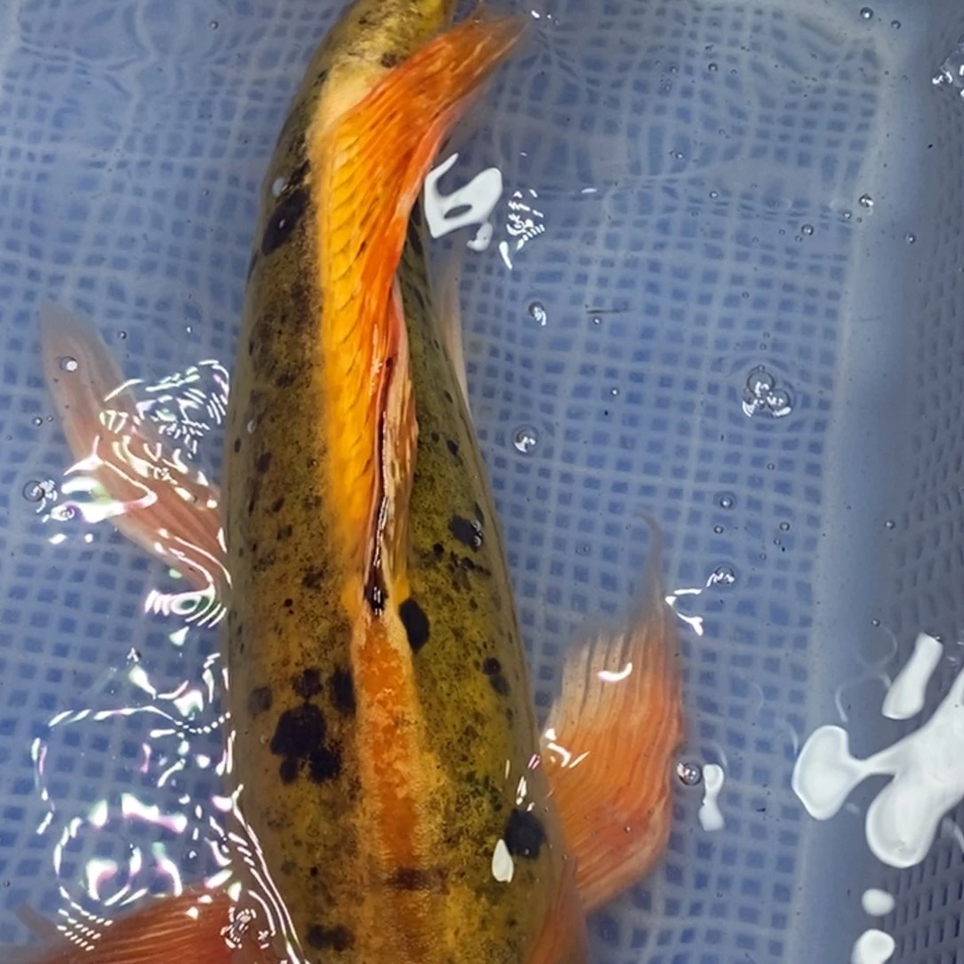 锦鲤锦鲤开衩掉鳞充血属于正常现象 介意别拍