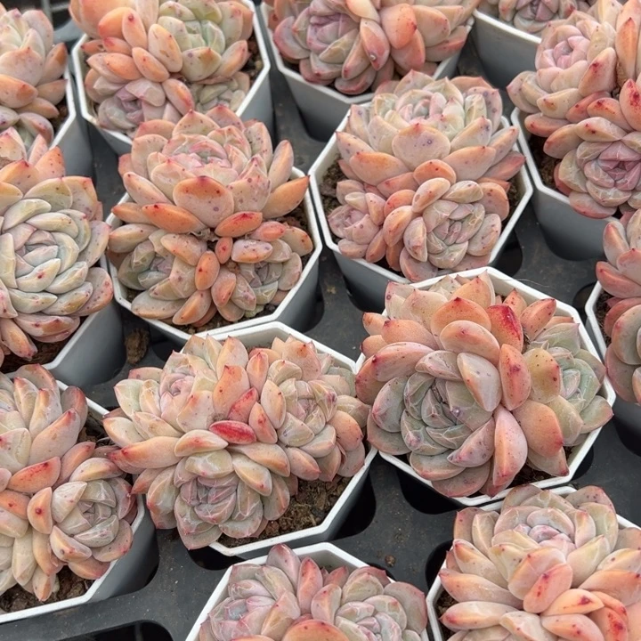 梦幻群一颗量拍多肉满20包邮下午发货