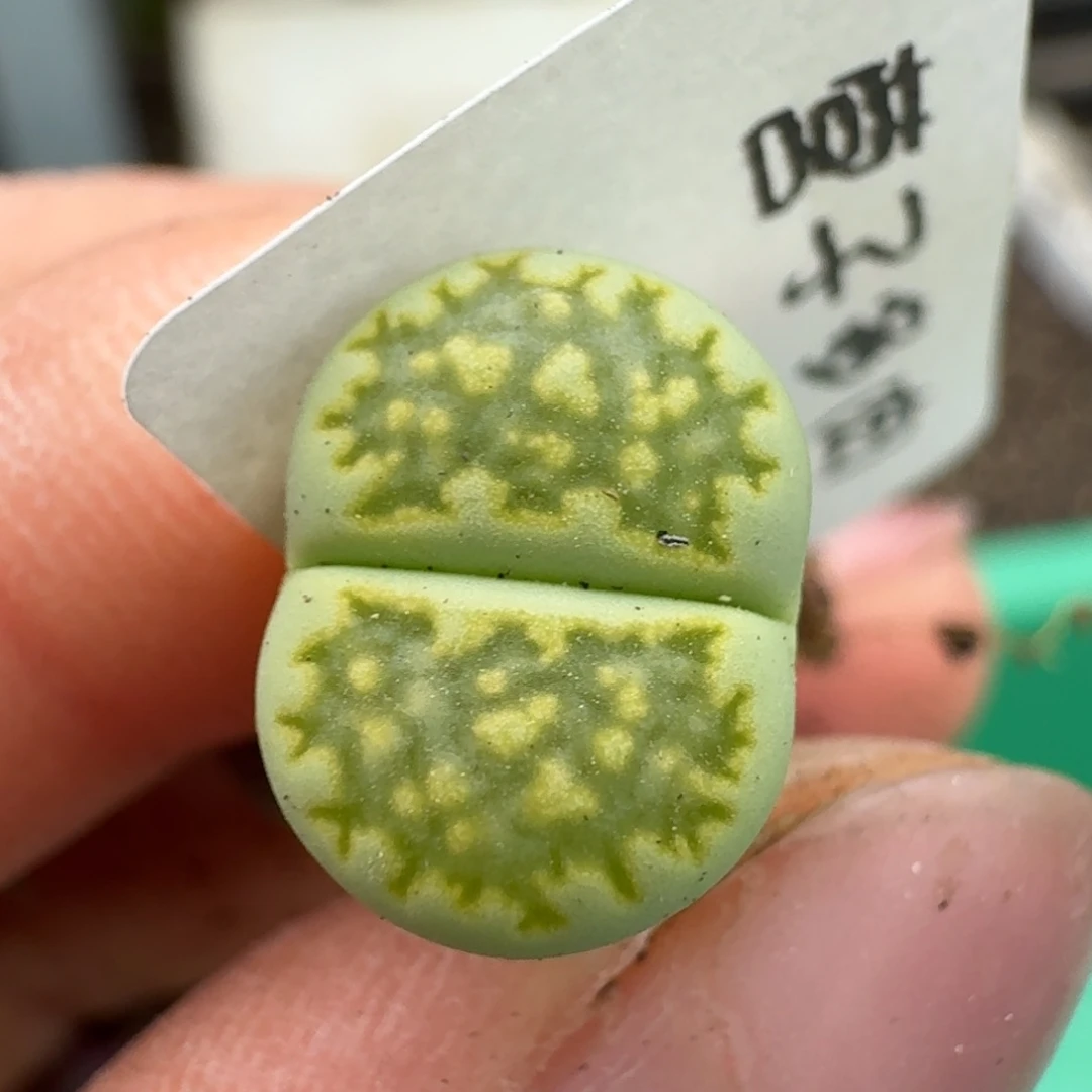 祈*500一颗1鹿鹿鹿鹿天咯哦哦