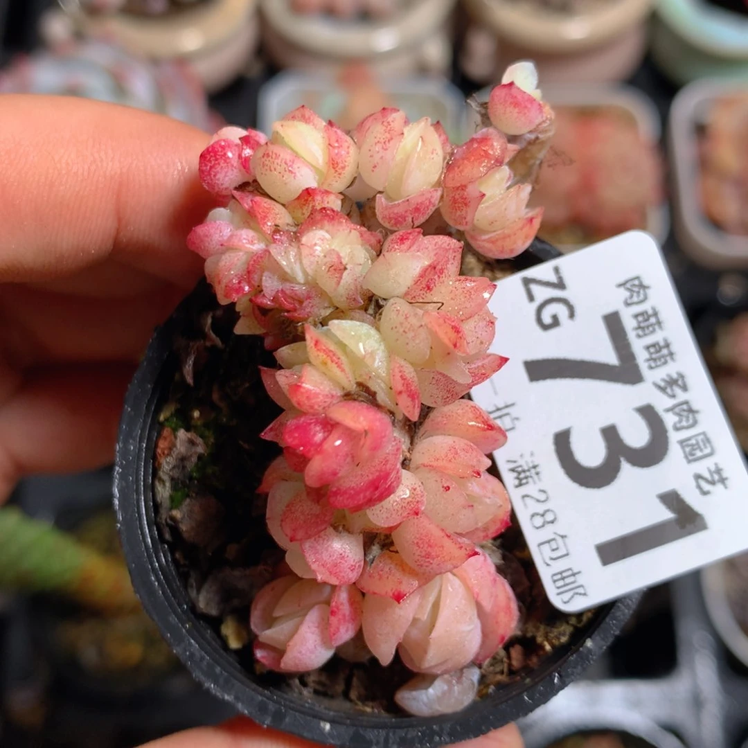 5CM拇指盆精控多肉ZG731