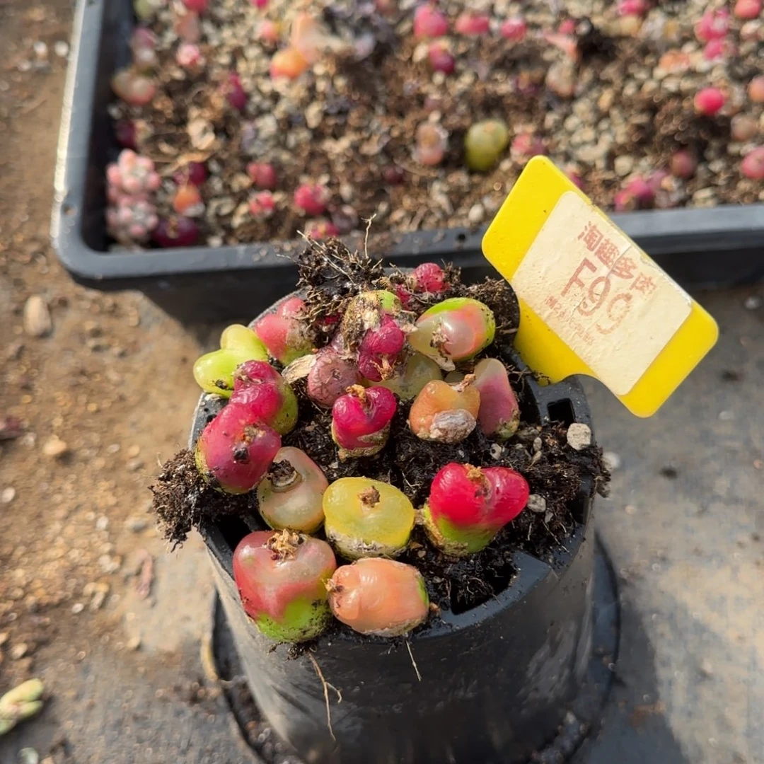 多肉植物11111111111111111