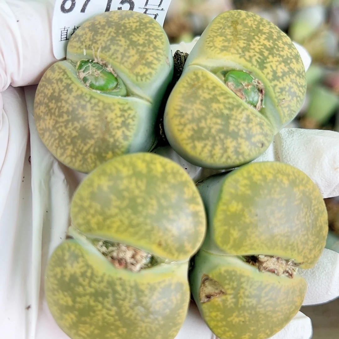 8715六年绿紫熏超级大双头两颗