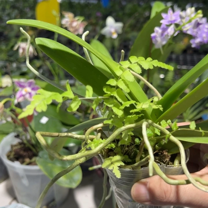 当前无花栽培后可以开花蓝星三颗2.5寸不带花剑
