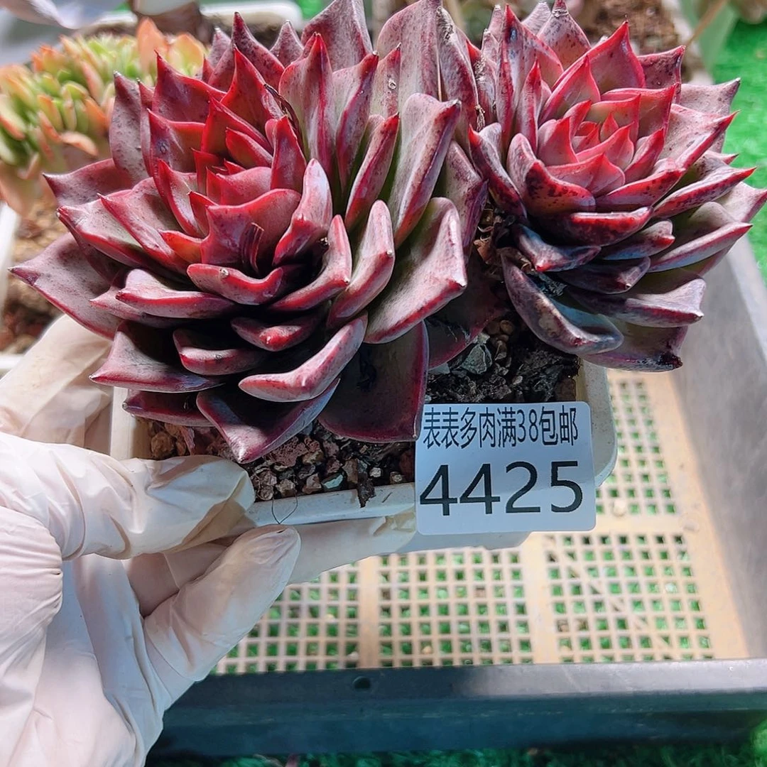 无花朵多肉一物一拍植物4425